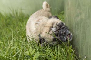 Por que os cães comem grama?