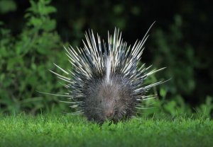 Porco espinho de crista: conheça suas características e hábitos