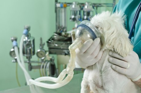 Problemas respiratórios em cães: dicas para resolvê-los