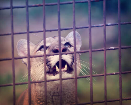 puma enjaulado