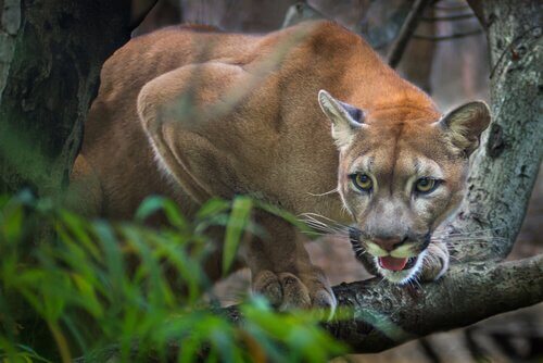Puma: o predador americano
