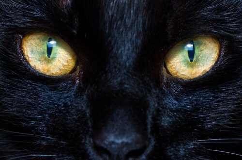 O funcionamento das pupilas de cães e gatos