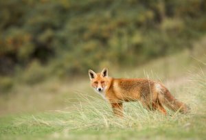 A raposa vermelha: símbolo de astúcia