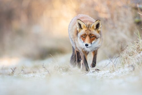 raposa vermelha na neve