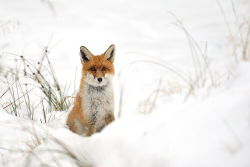 5 animais que vivem na neve