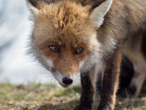A espécie de raposa que vive na Espanha
