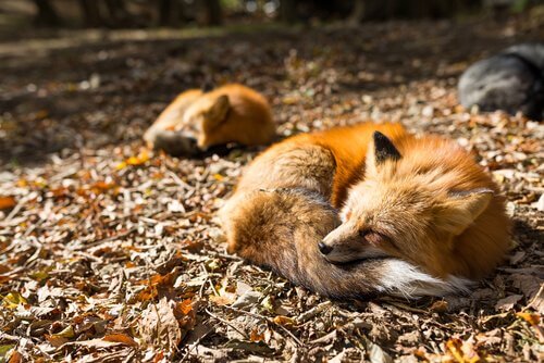 raposas dormindo