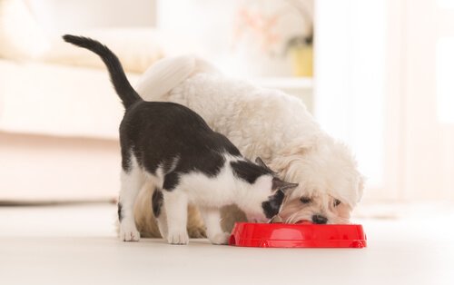 Cachorro e gato comendo na mesma vasilha