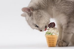 Receitas de verão para o seu gato