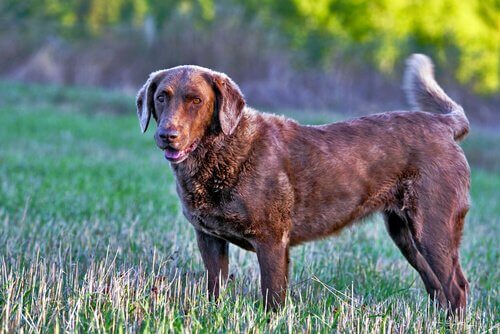 Chesapeake bay retriever