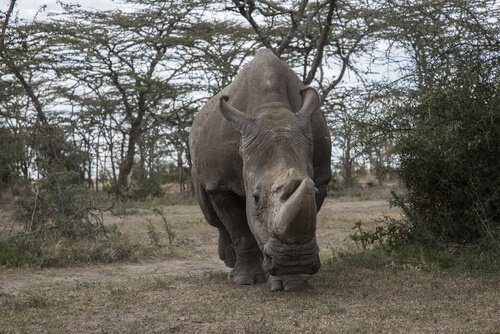 rinoceronte branco Sudão