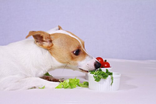 Receitas de saladas para cães