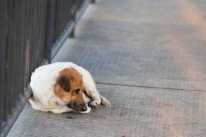 O que fazer se o seu animal de estimação está perdido?