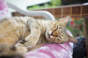 Vírus da Imunodeficiência Felina (FIV)