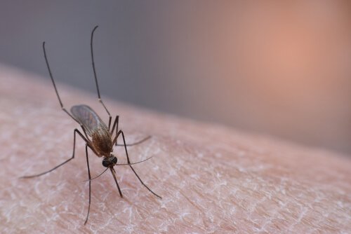 Doenças causadas por mosquitos