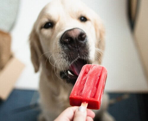 Deliciosas receitas de sorvetes para cães