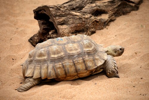 tartaruga na areia