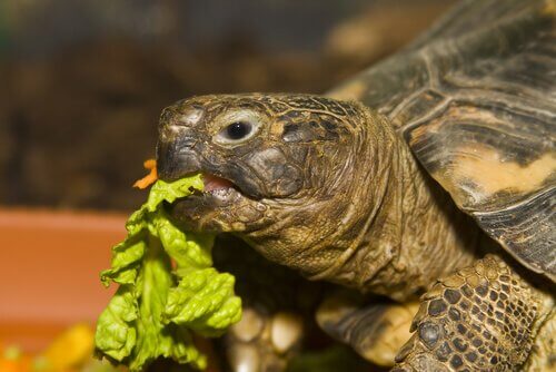 tartaruga russa comendo alface