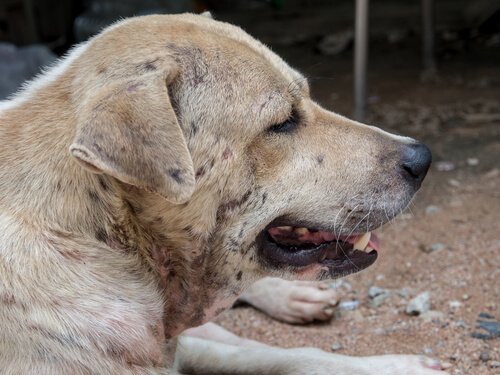 Cachorro com dermatite