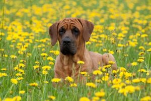 Tosa inu: a união entre a Europa e a Ásia