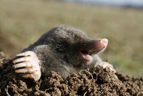 6 animais subterrâneos e seus hábitos de vida