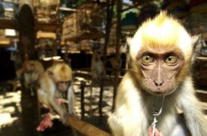 Espanha: a porta do tráfico ilegal de animais na Europa