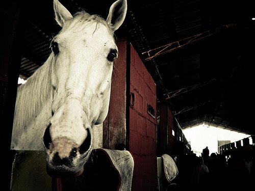 Cavalo branco em uma baia