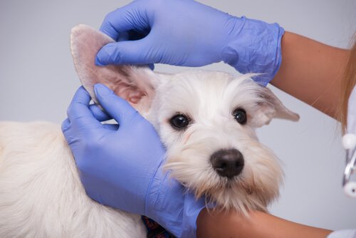Veterinária examinando orelhas de um cachorro