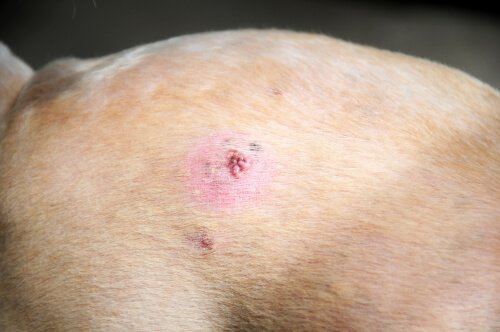 câncer de pele em cães