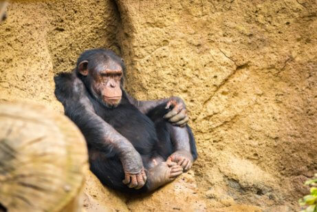 Chimpanzé descansando