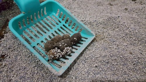 Retirando o cocô da caixa de areia usando uma pá
