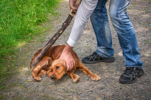 abuso de animais: homem com um pau para bater em um cachorro