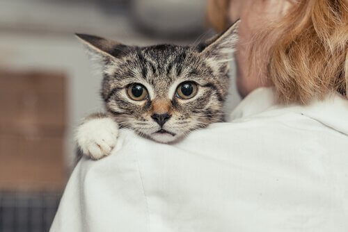 Ajuda veterinária contra o abuso de animais