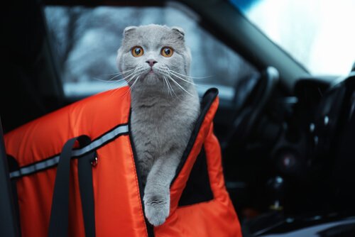 Acostumar o seu gato ao carro