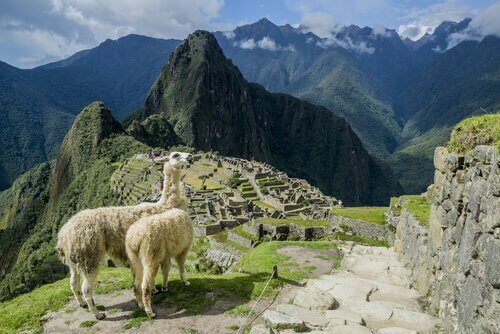 vicunhas em Machu Picchu