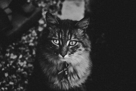 Visão noturna dos gatos