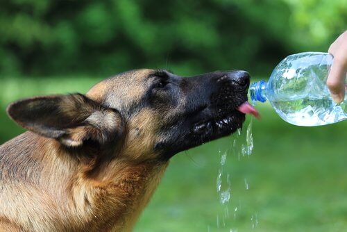 Cão bebendo água de garrafa