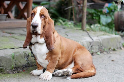 Cães de pernas curtas: Basset hound