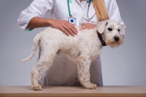 Caroços na pele do cão, o que eles significam?