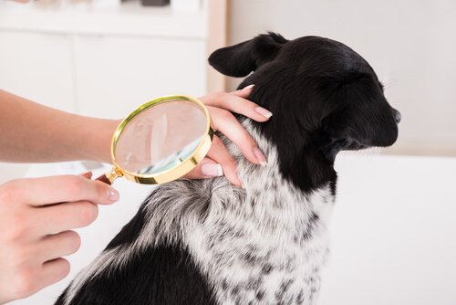 Problemas de pele em cães: dona examinando cachorro com lupa