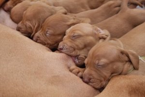 Esterilização não é crueldade, é responsabilidade
