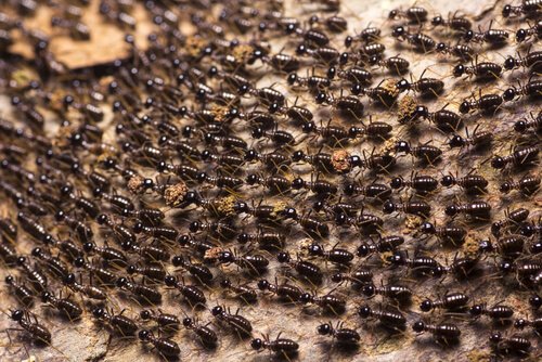 Você conhece as formigas-correição?