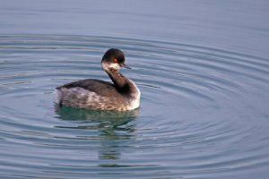 Mergulhão de touca: a ave que tem um parque nacional