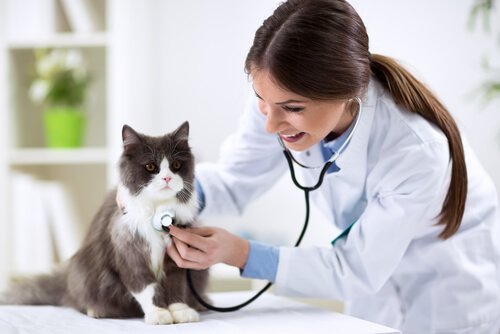 Veterinária auscultando gato