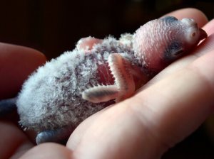 Alimentação de filhotes de periquito