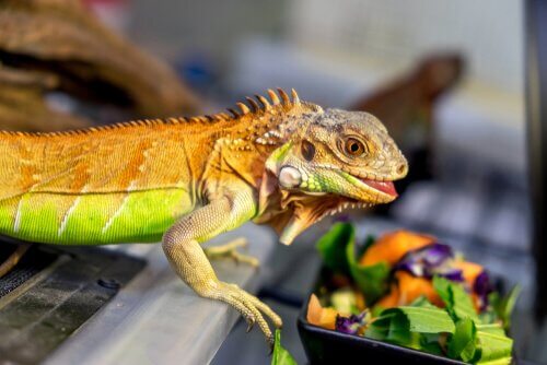A dieta da iguana e sua importância para a saúde
