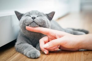 Amizade com gatos: o que a ciência diz?