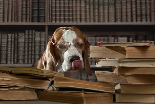 Cachorro de óculos em uma biblioteca