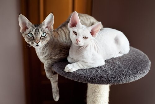 Quais animais de estimação não causam alergias