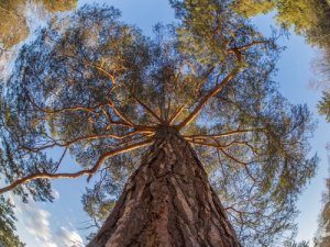 Animais e plantas que nunca morrem